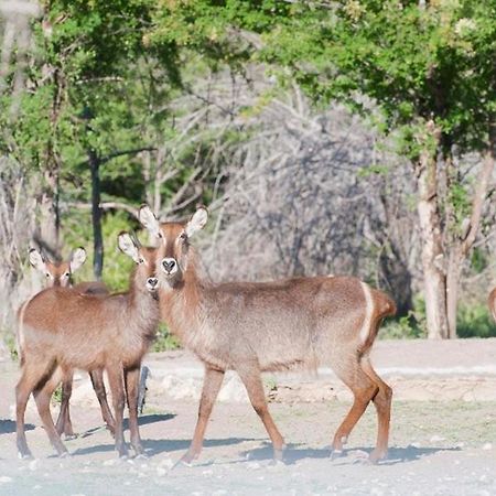Emanya@Etosha Villa Namutoni Kültér fotó