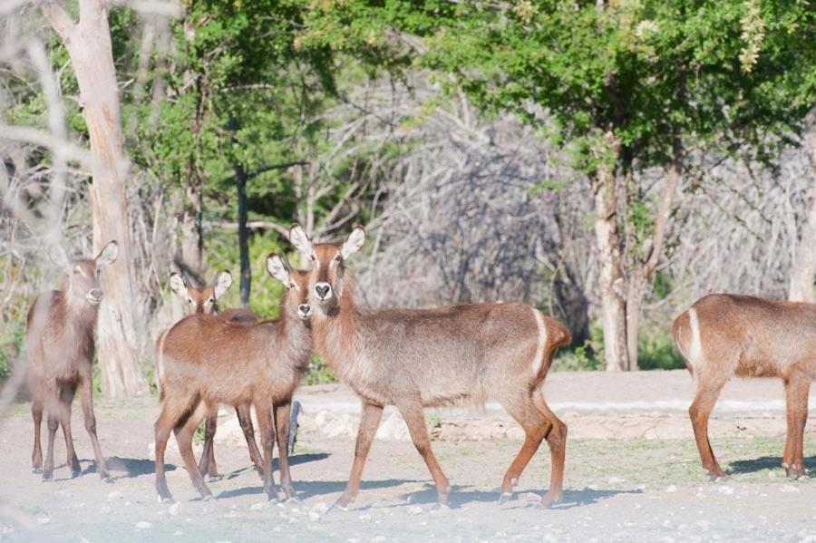Emanya@Etosha Villa Namutoni Kültér fotó