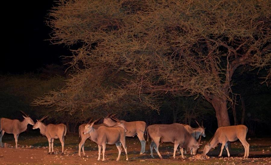 Emanya@Etosha Villa Namutoni Kültér fotó